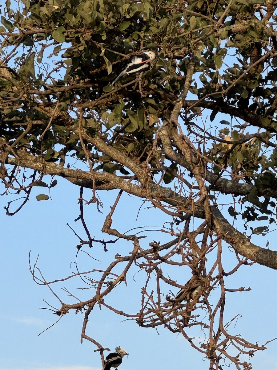 Gray-crested Helmetshrike - ML659305165