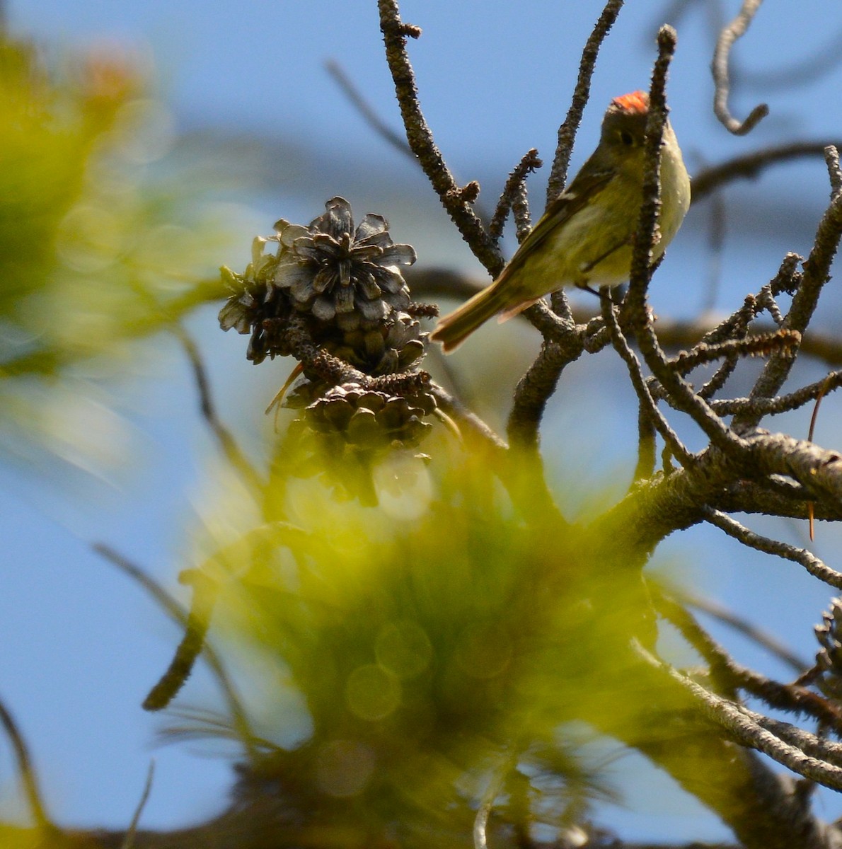 Ruby-crowned Kinglet - ML659305765