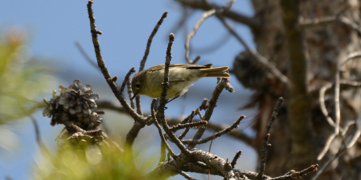Ruby-crowned Kinglet - ML659305769