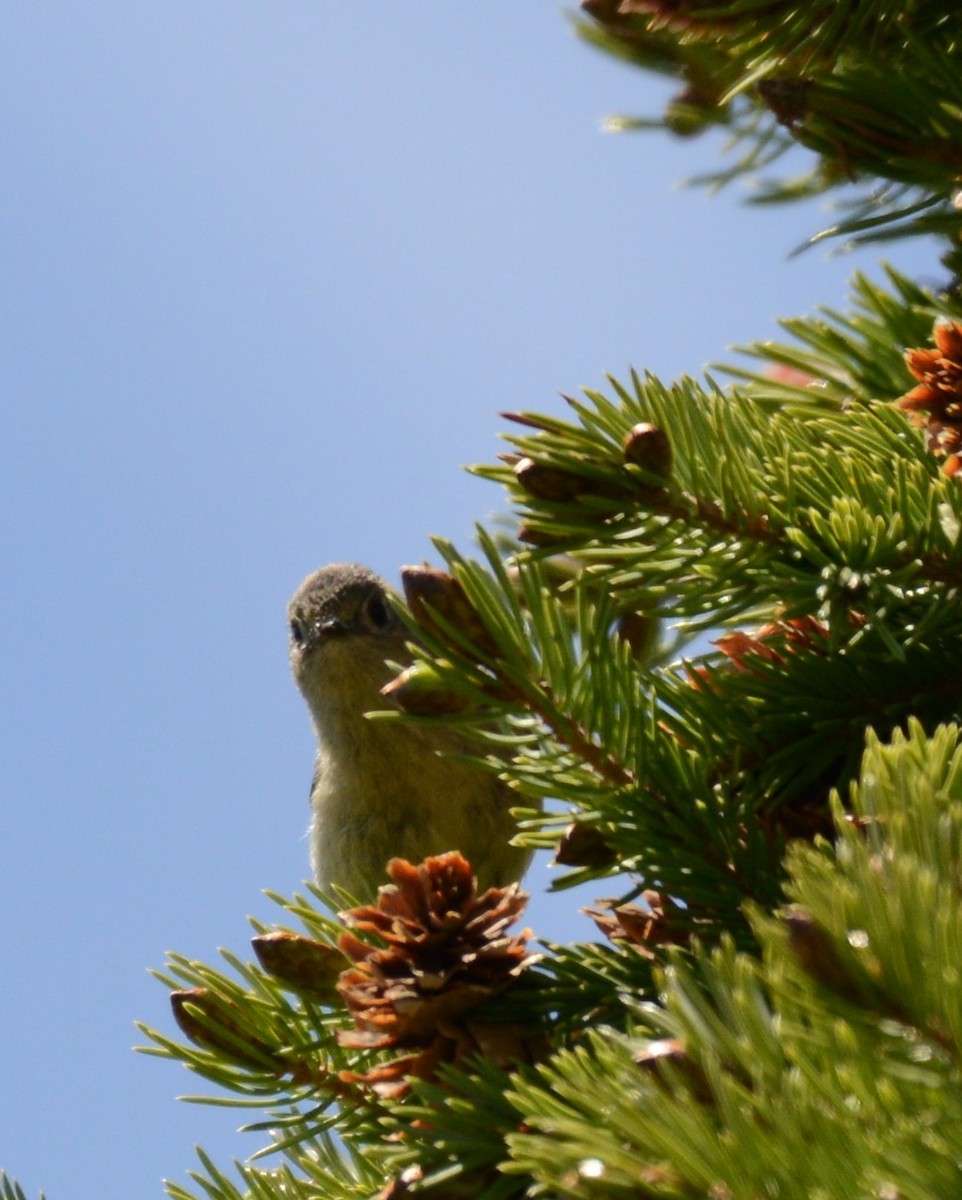 Ruby-crowned Kinglet - ML659305772