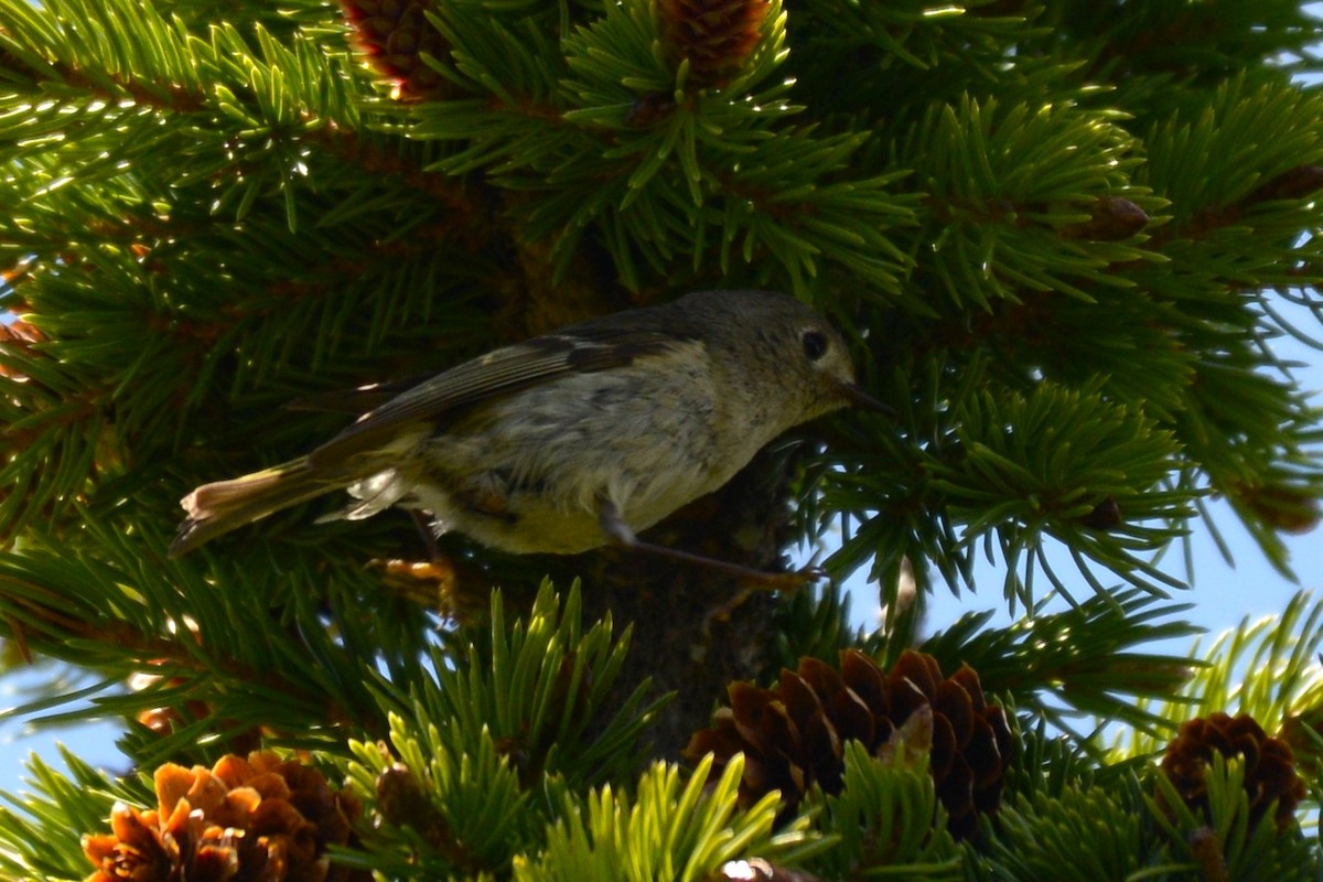 Ruby-crowned Kinglet - ML659305774