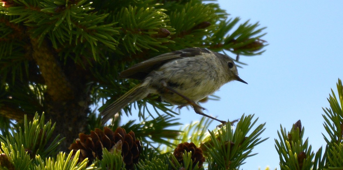Ruby-crowned Kinglet - ML659305775