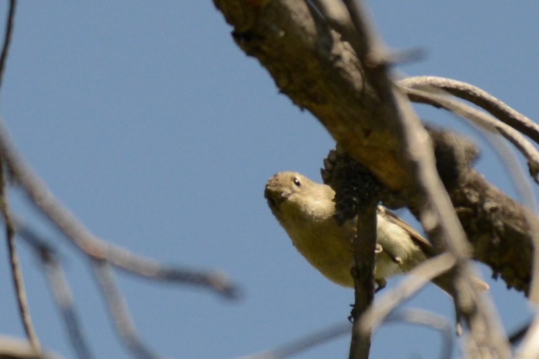 Ruby-crowned Kinglet - ML659305777