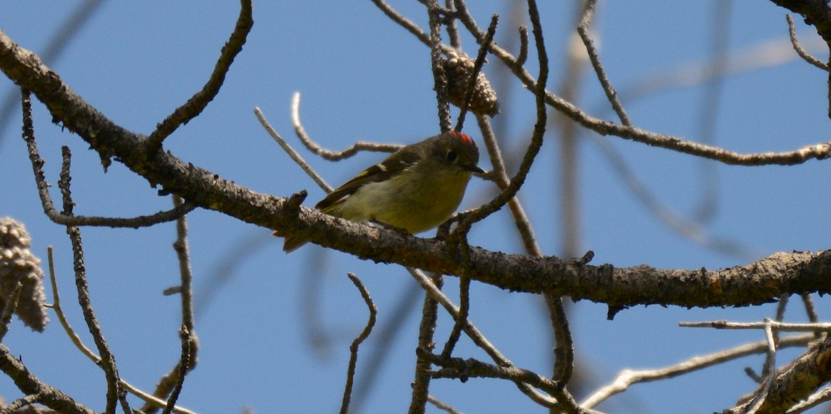Ruby-crowned Kinglet - ML659305778