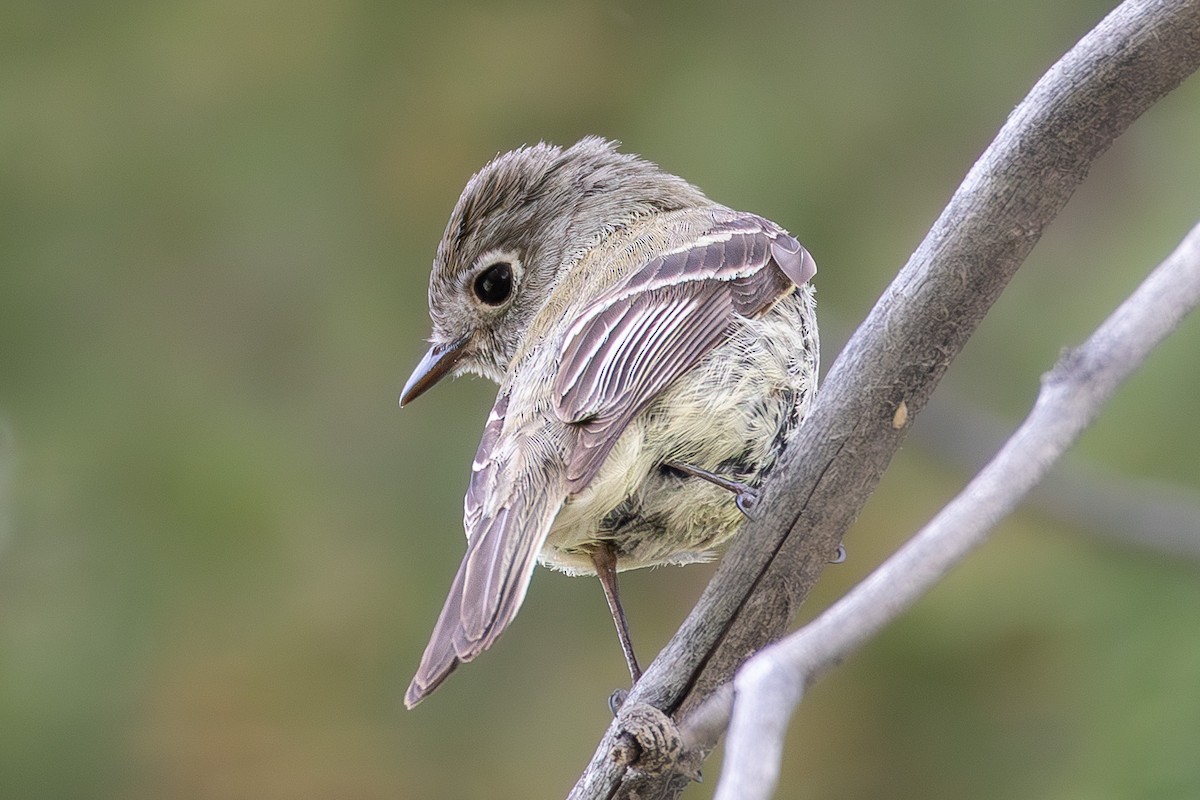 Ruby-crowned Kinglet - ML659305863