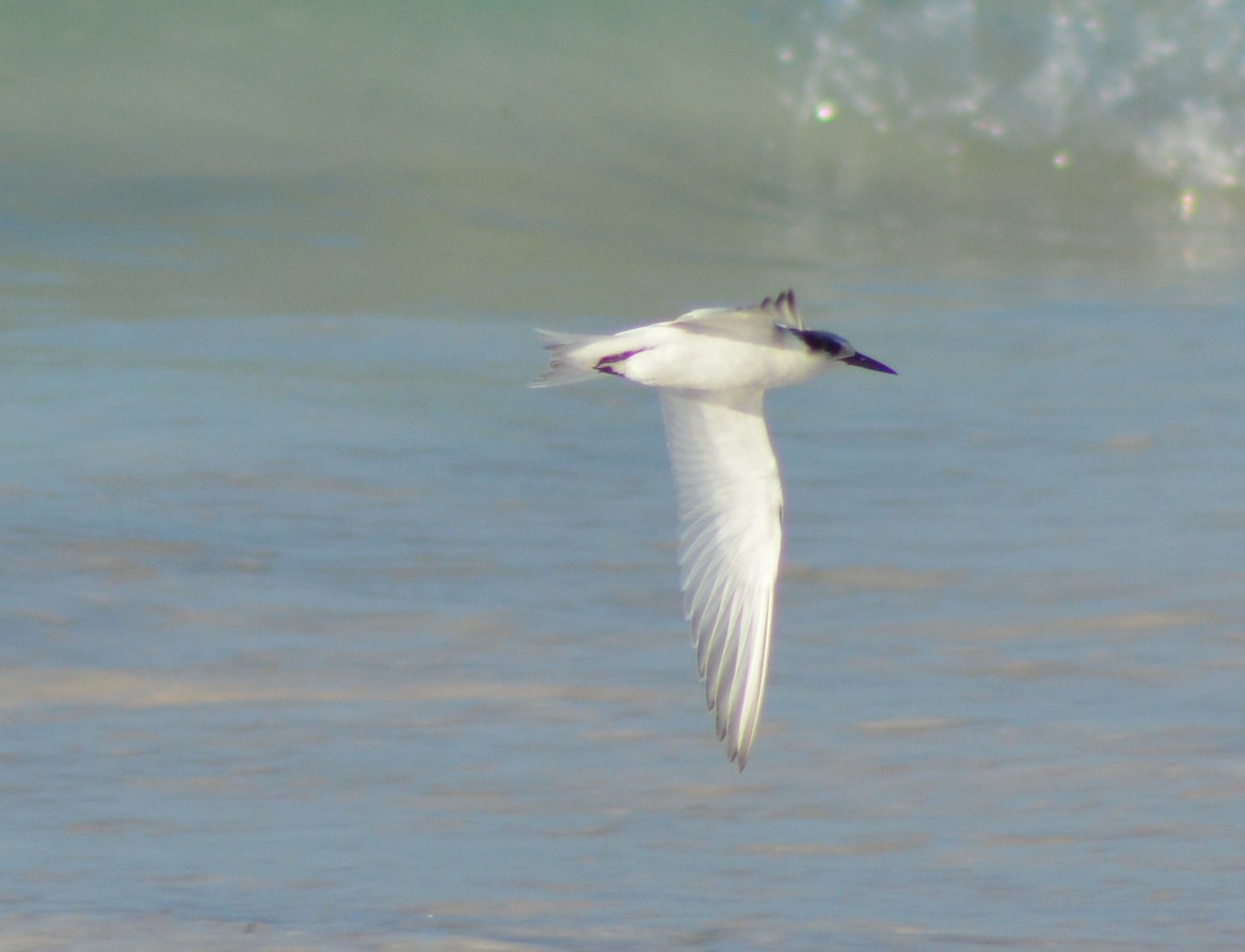 Common Tern - ML65930641