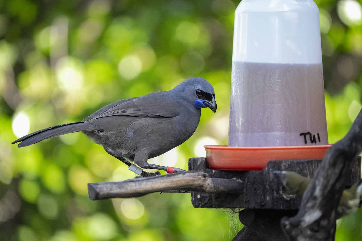 North Island Kokako - ML659306556