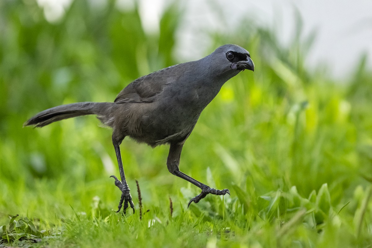 North Island Kokako - ML659306559