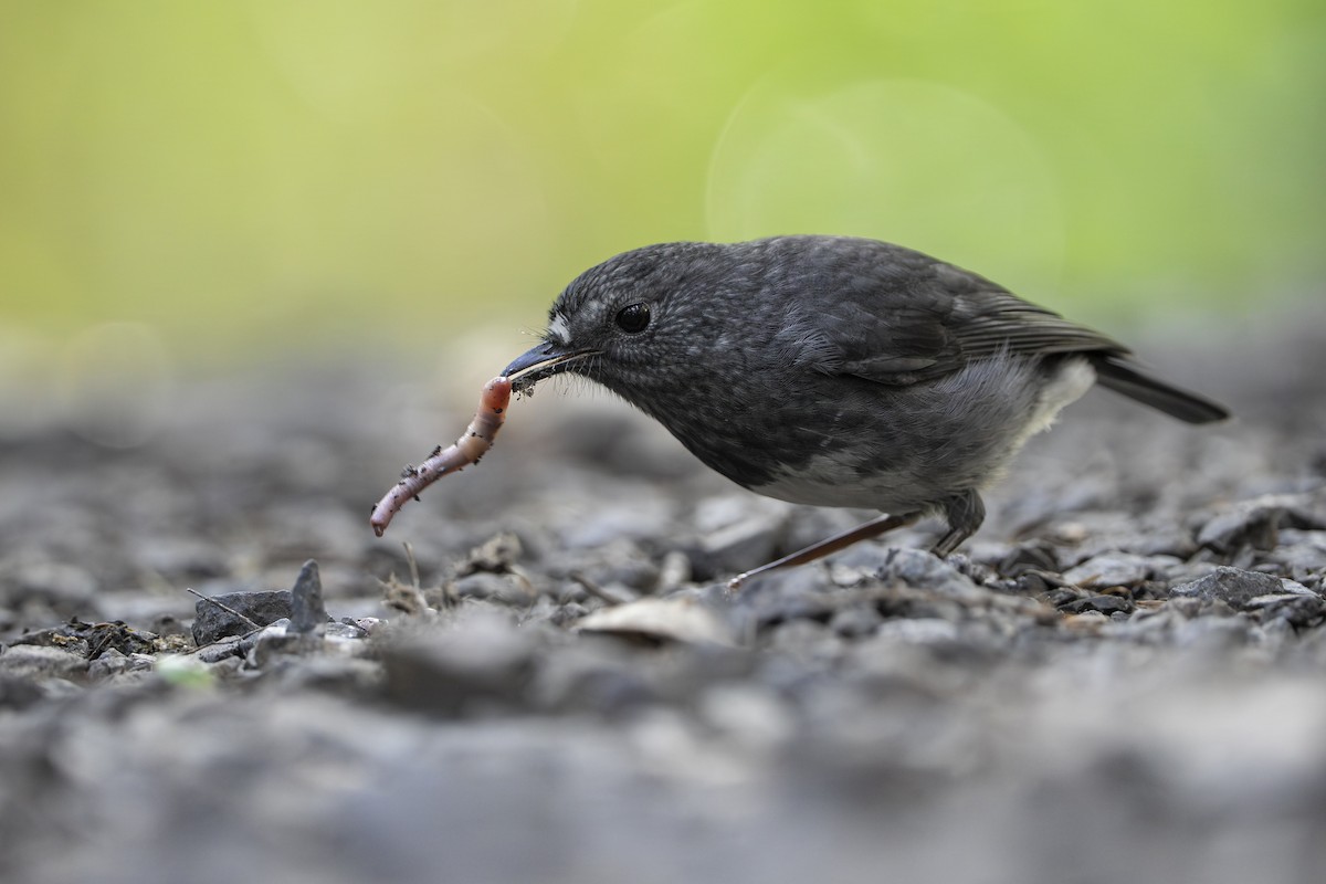 North Island Robin - ML659306571