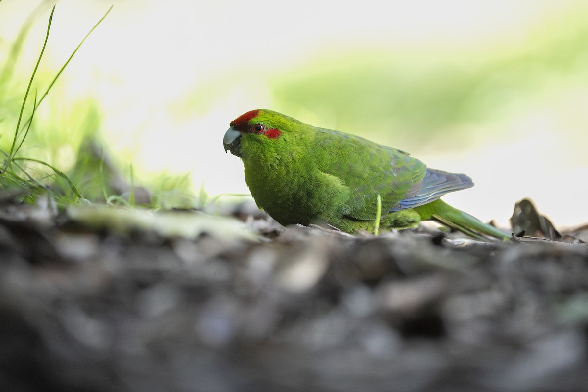 Red-crowned Parakeet - ML659306583
