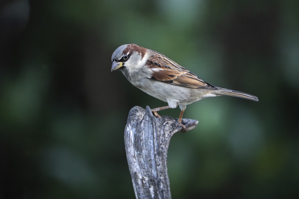 House Sparrow - ML659306719