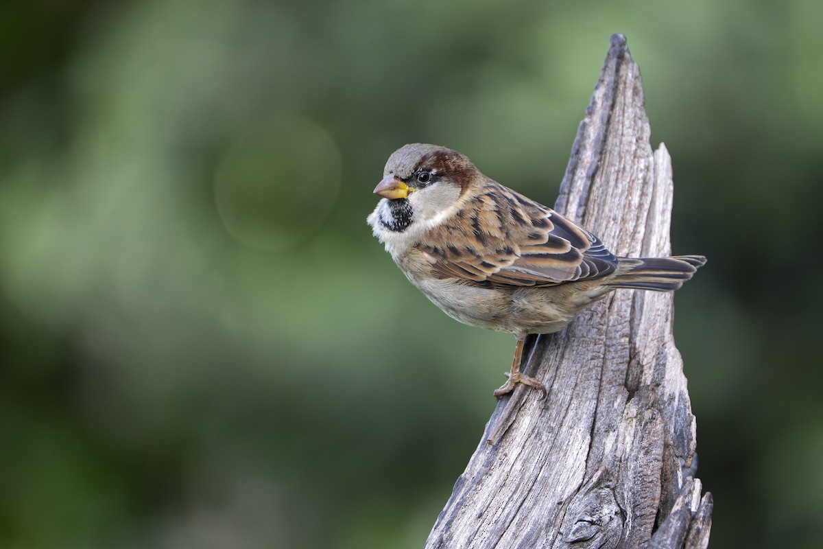 House Sparrow - ML659306720