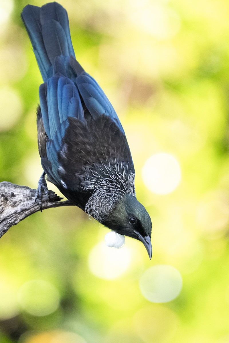 Tui - ML659306773