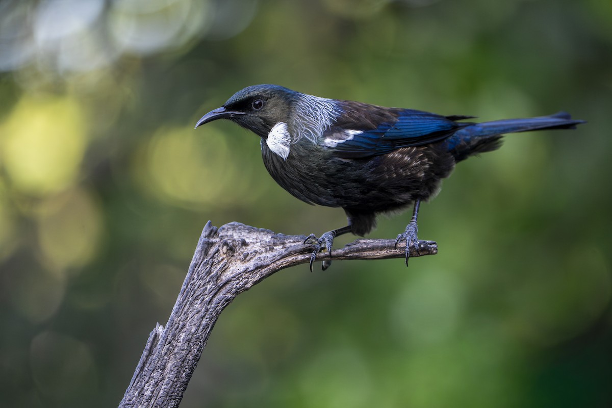 Tui - ML659306774
