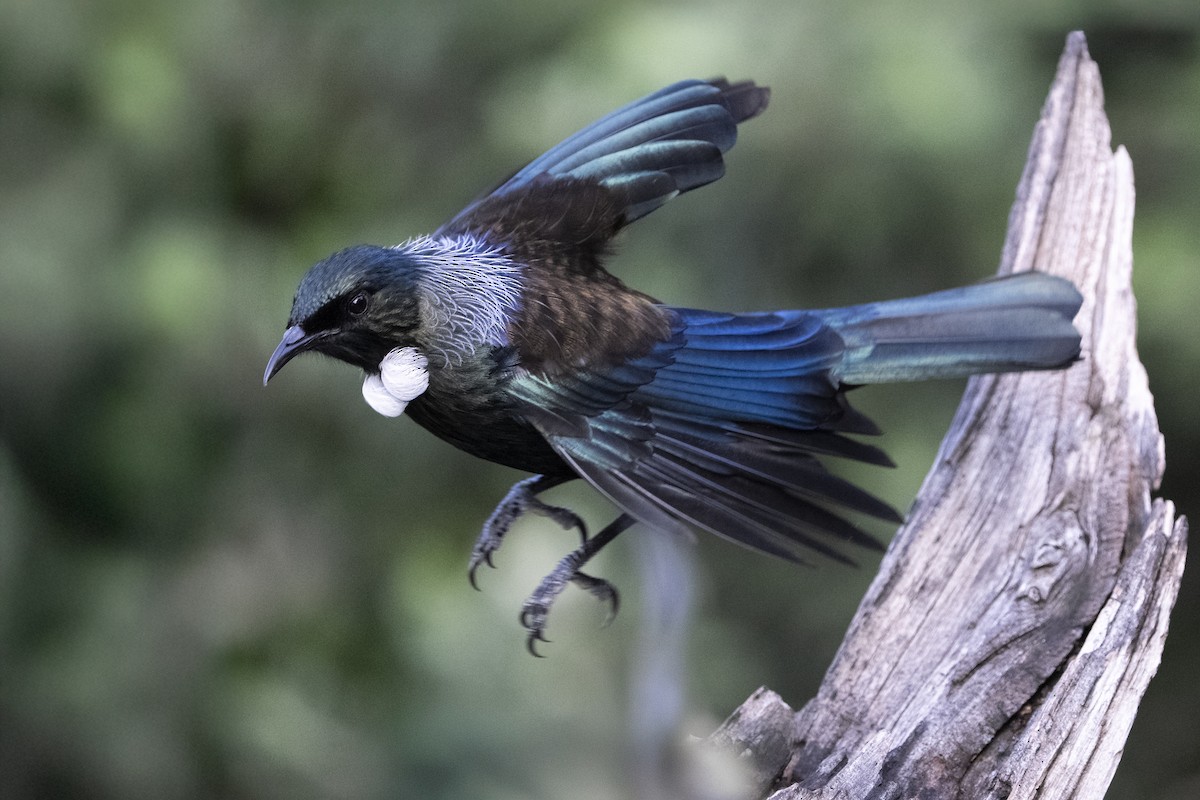 Tui - ML659306775