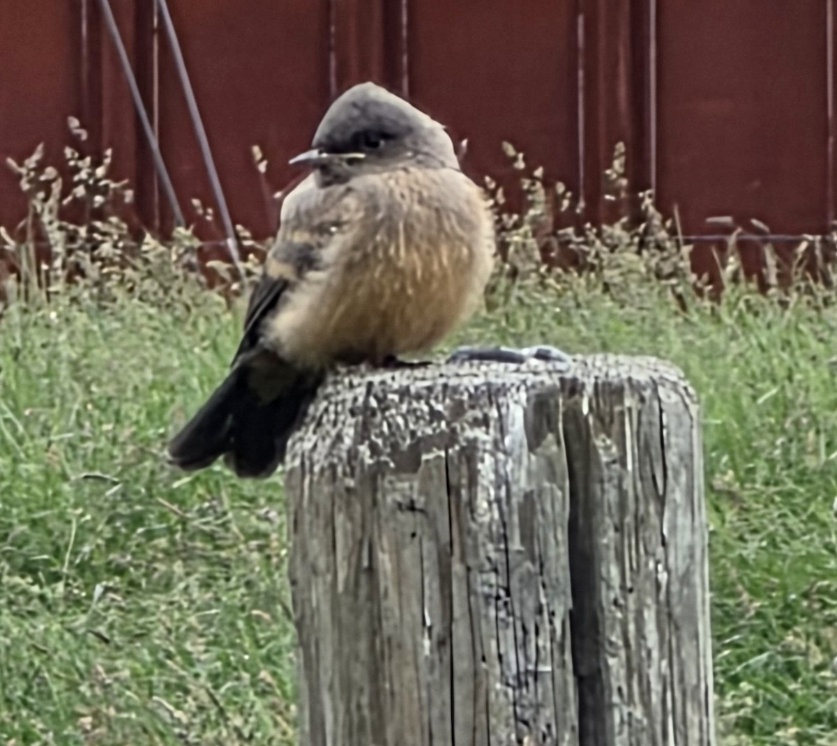 Say's Phoebe - ML659306818