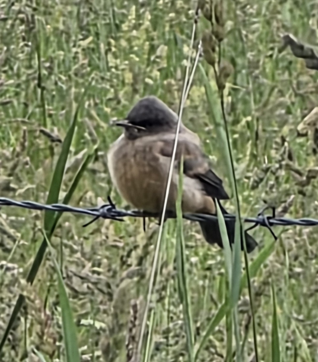 Say's Phoebe - ML659306819