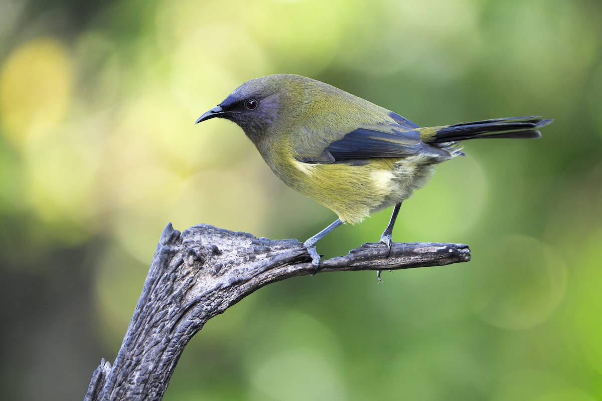 New Zealand Bellbird - ML659306920