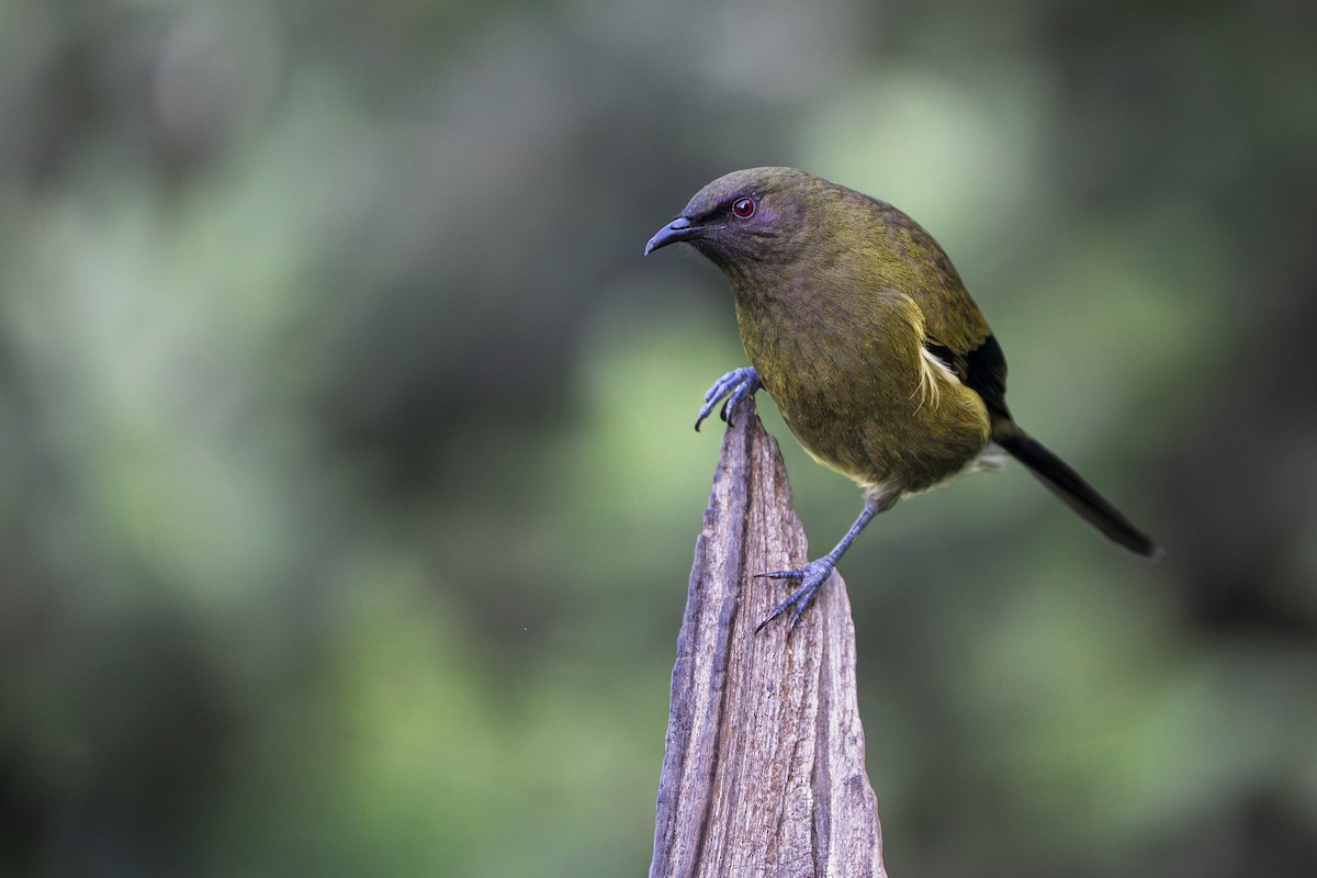New Zealand Bellbird - ML659306921