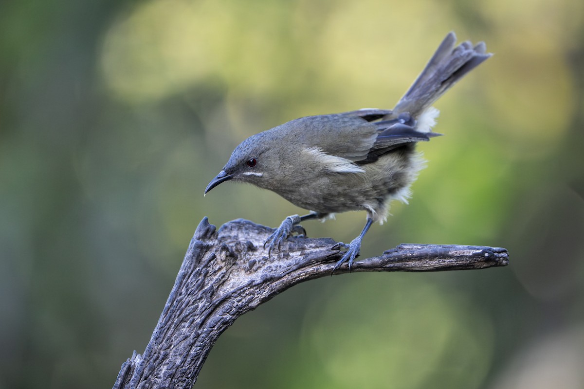New Zealand Bellbird - ML659306922