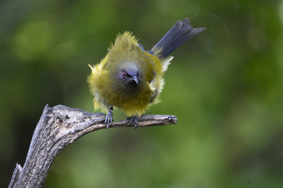 New Zealand Bellbird - ML659306923