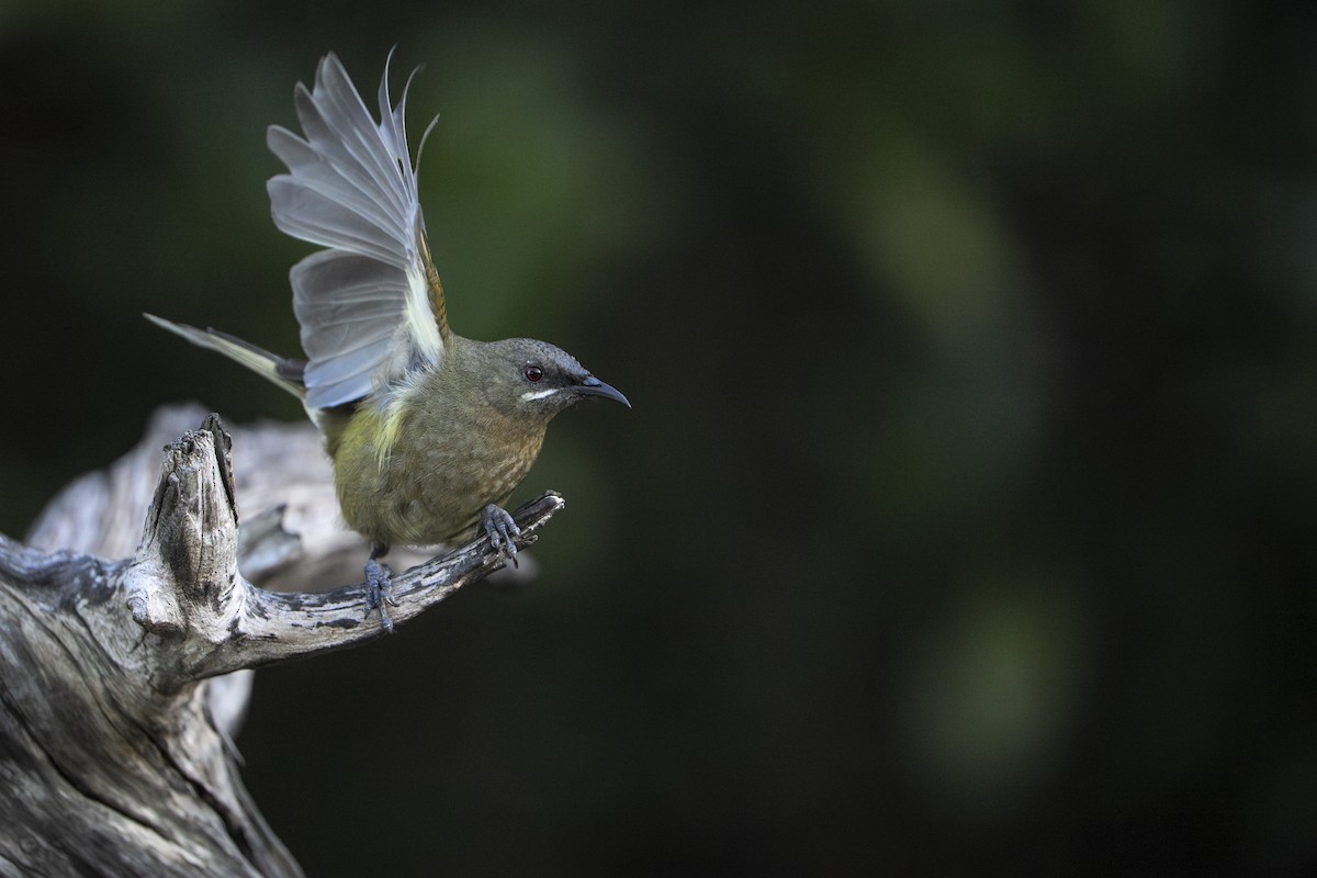 New Zealand Bellbird - ML659306924