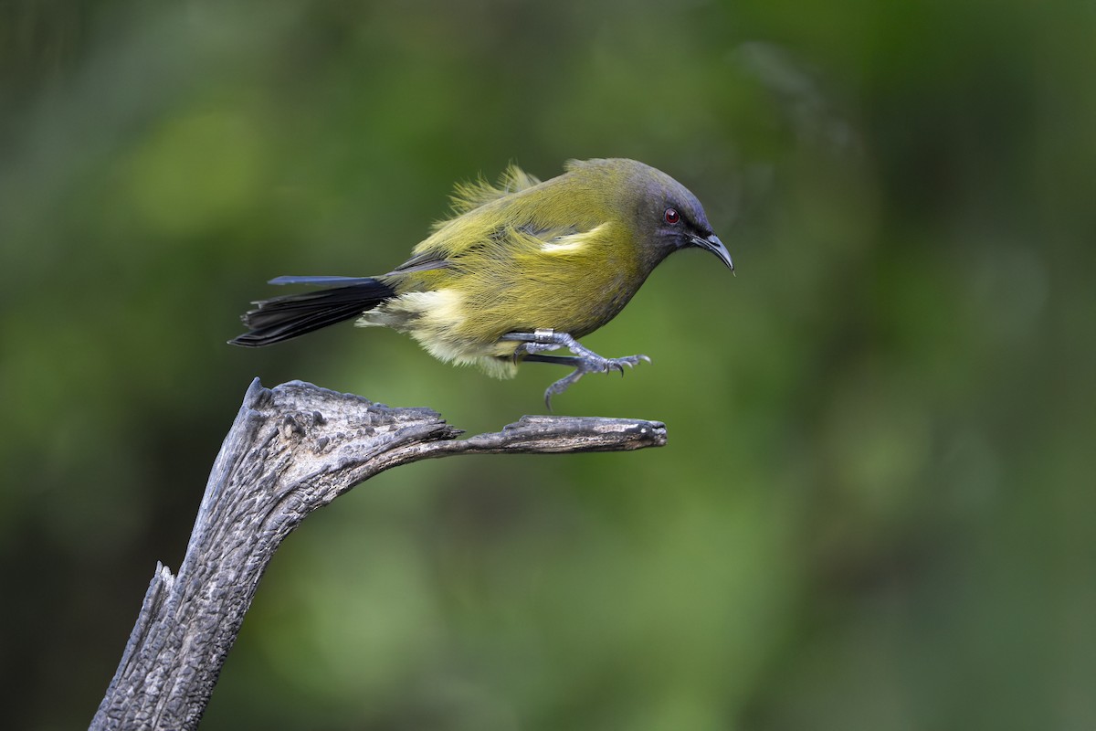 New Zealand Bellbird - ML659306925