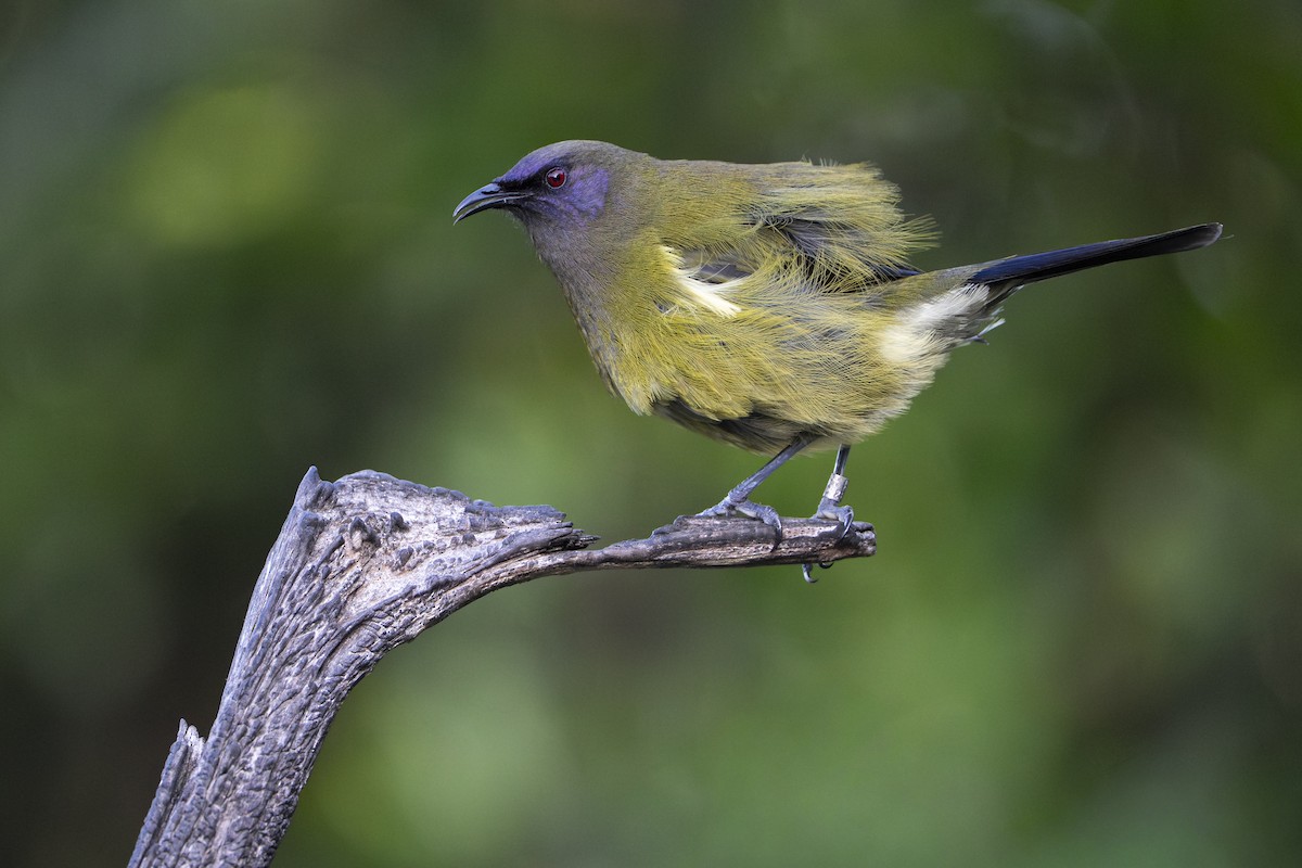 New Zealand Bellbird - ML659306926