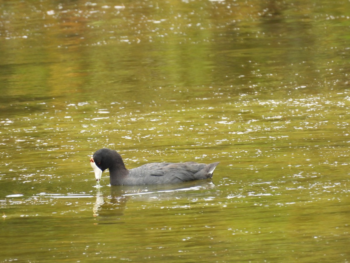 American Coot - ML659307019