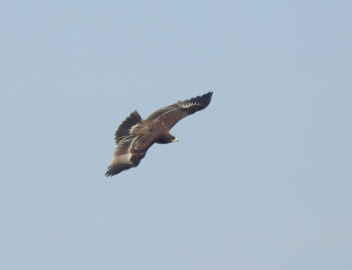 Águila Moteada - ML659307085