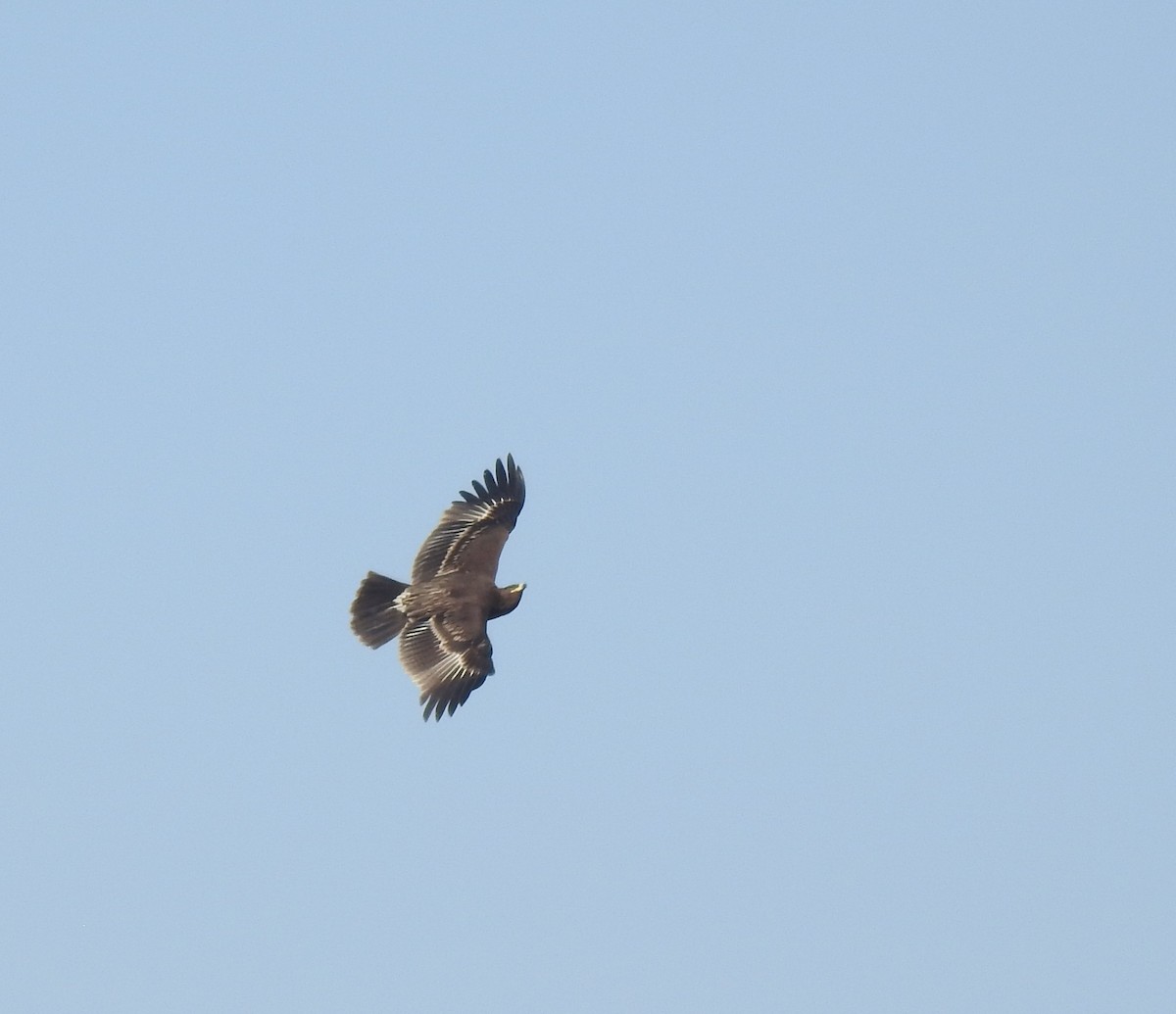 Águila Moteada - ML659307086
