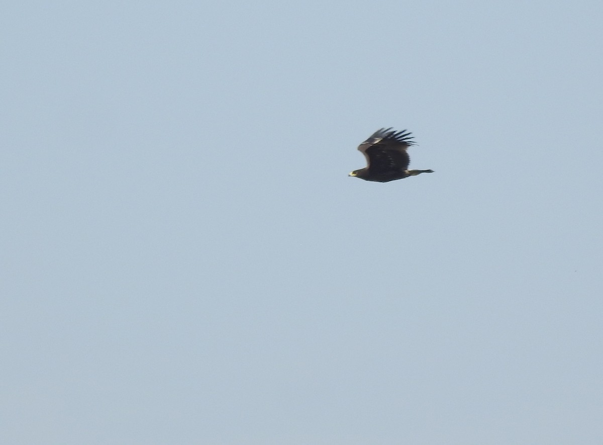 Águila Moteada - ML659307089