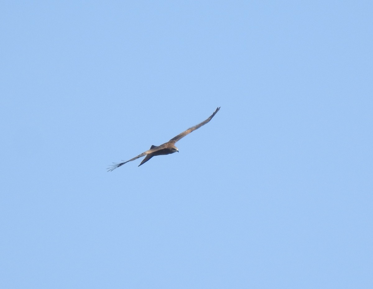 Águila Calzada - ML659307090