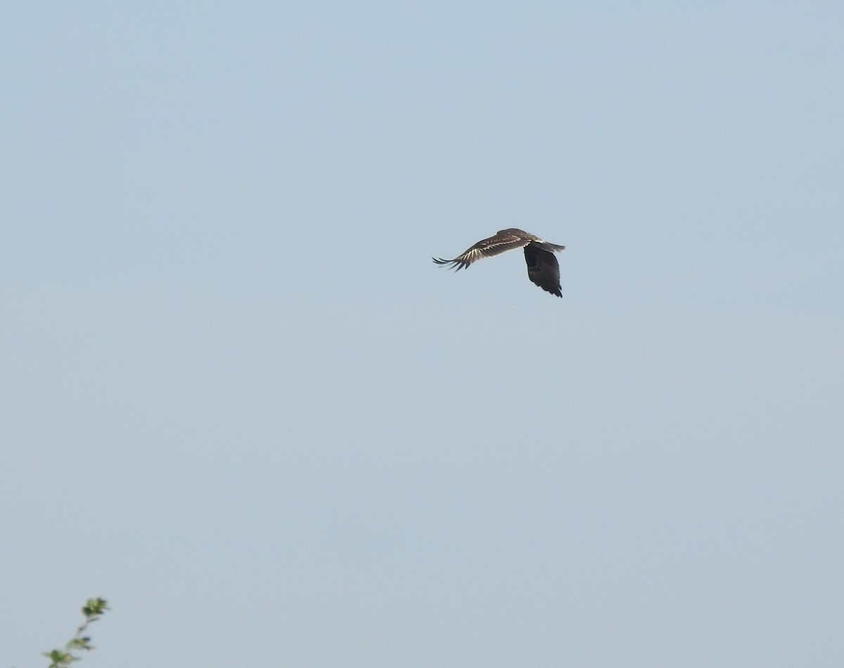 Águila Moteada - ML659307091