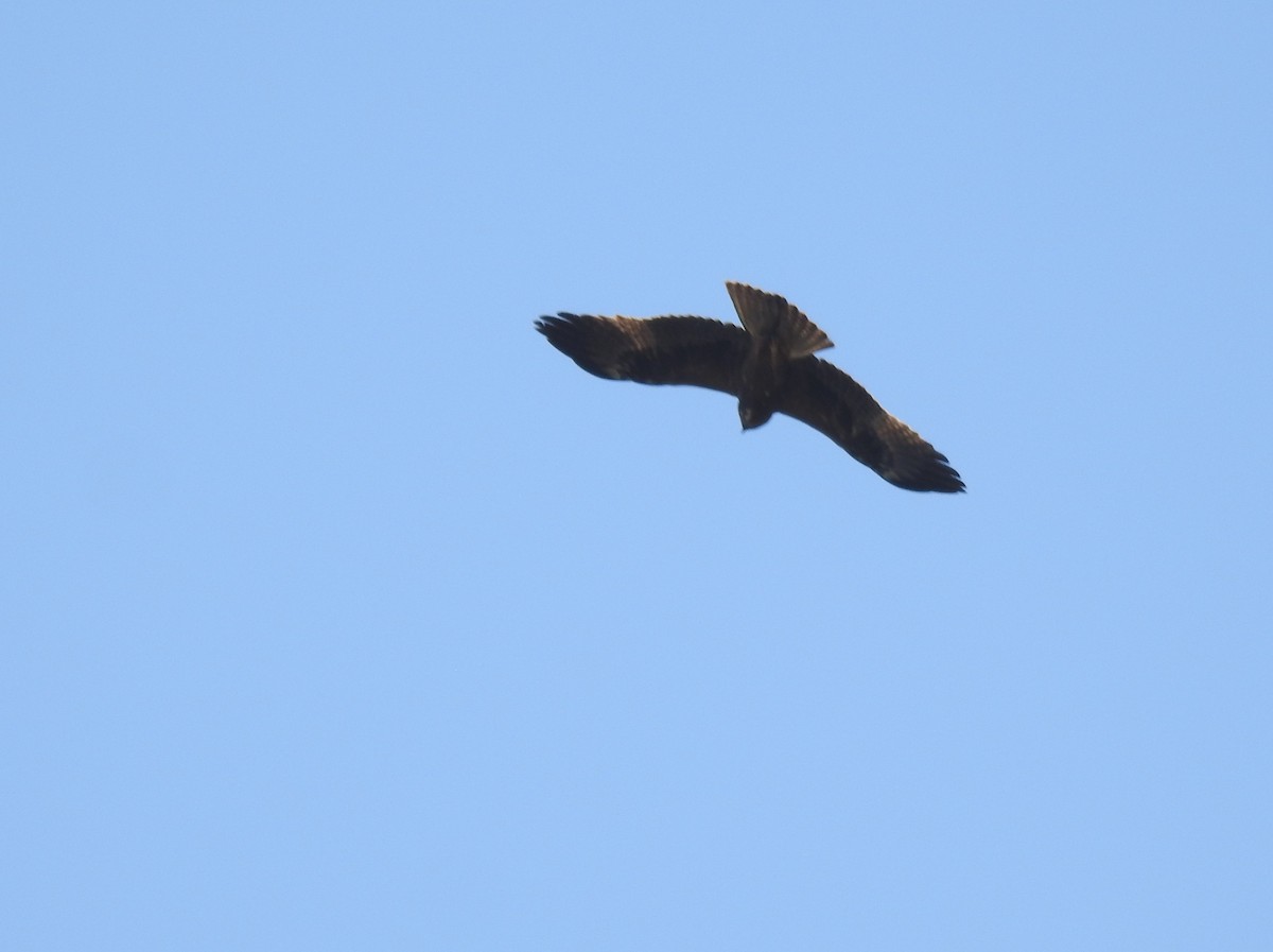 Águila Calzada - ML659307092