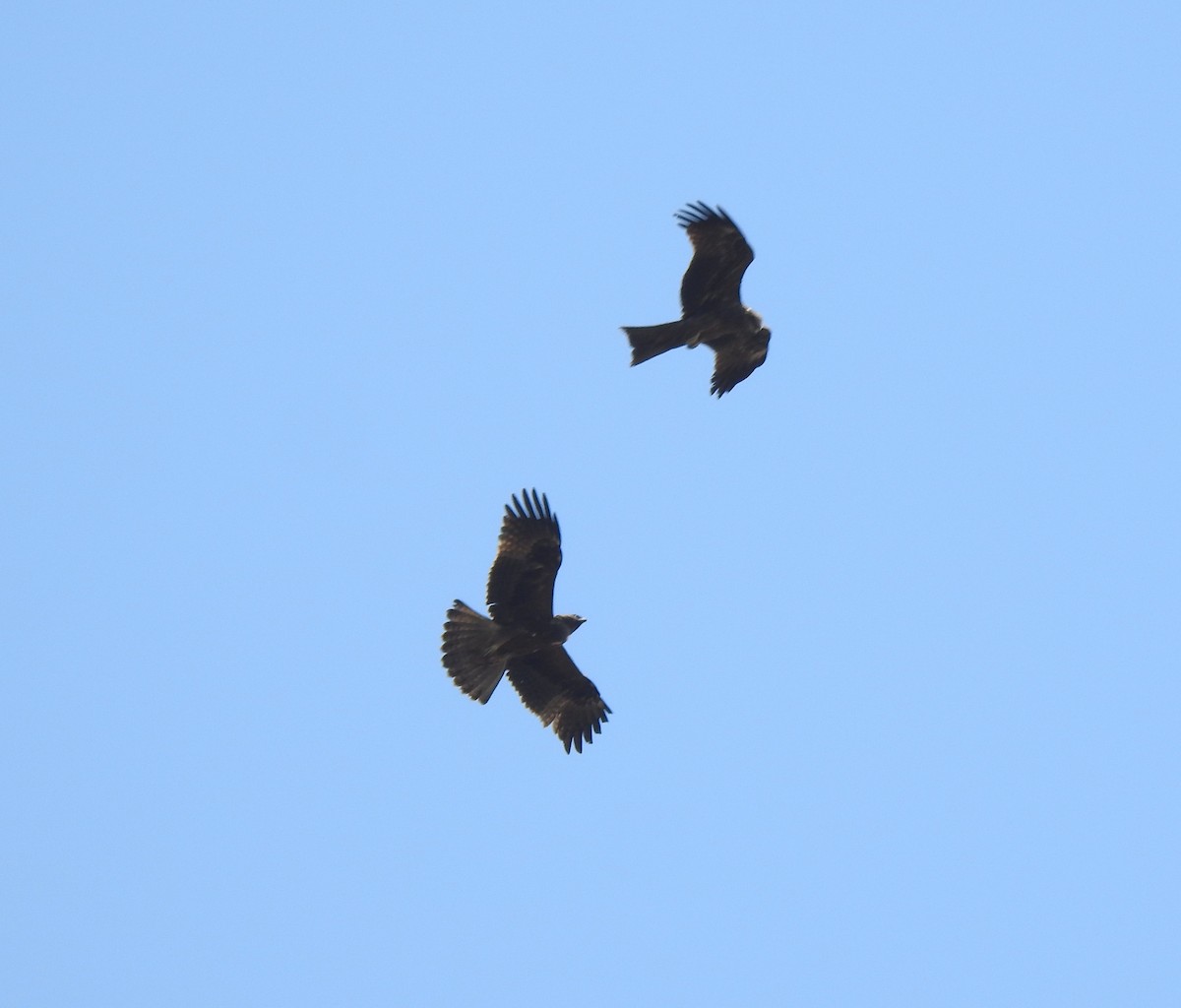 Águila Calzada - ML659307093