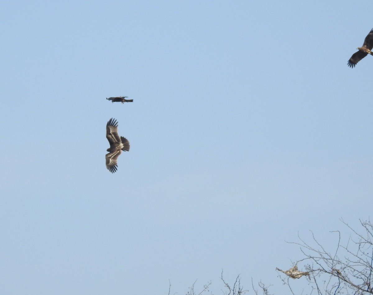 Águila Moteada - ML659307094