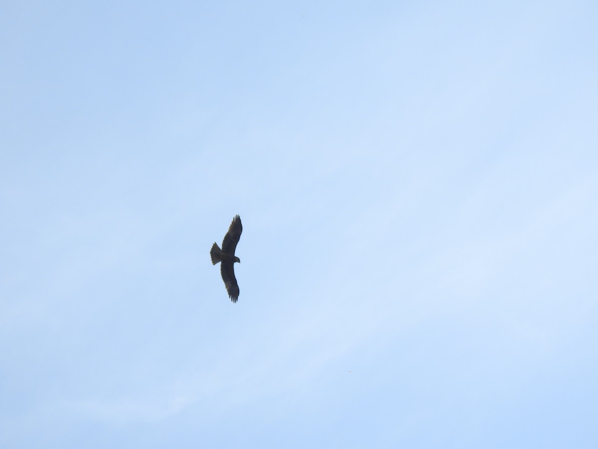 Águila Calzada - ML659307095