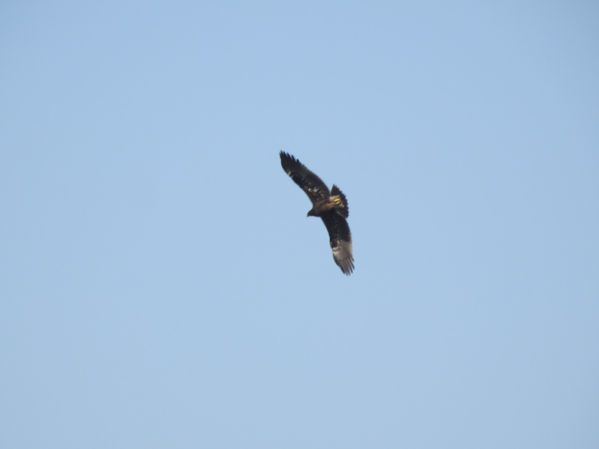 Águila Moteada - ML659307098