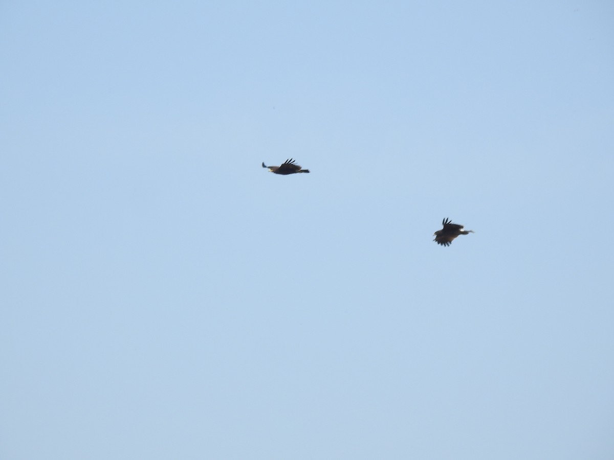 Águila Moteada - ML659307099