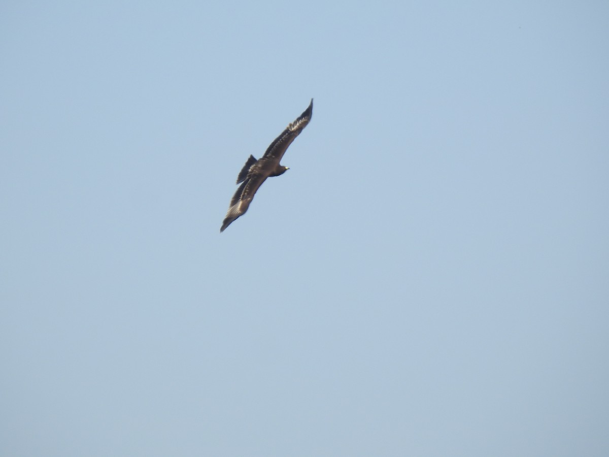 Águila Moteada - ML659307100