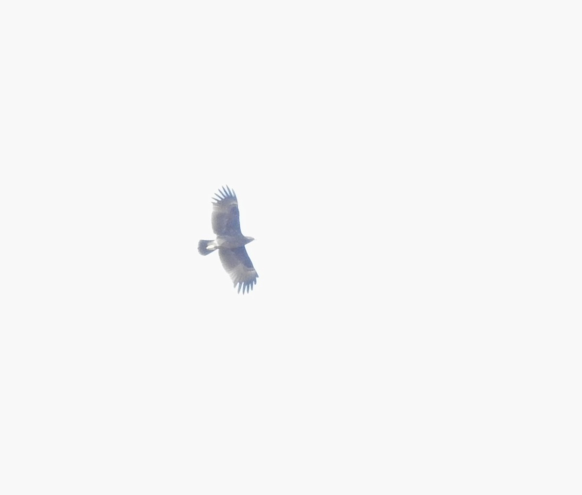 Águila Moteada - ML659307392