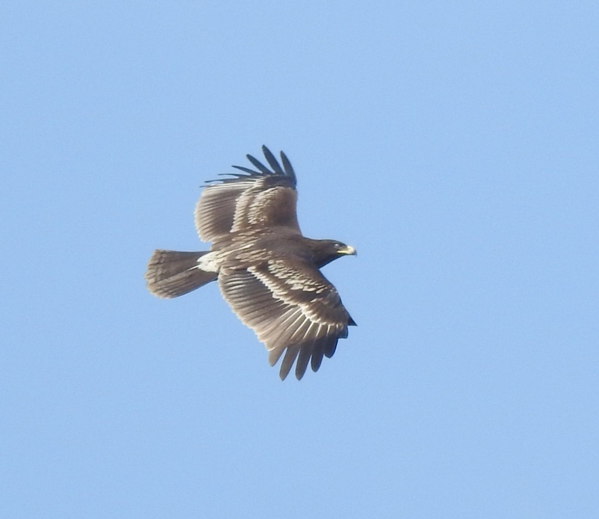 Águila Moteada - ML659307393
