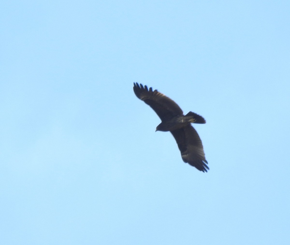 Águila Moteada - ML659307395