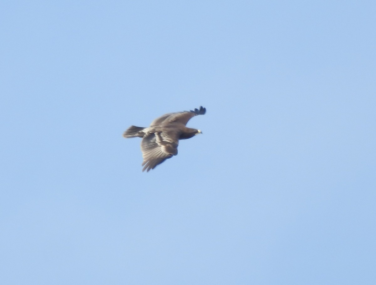 Águila Moteada - ML659307396