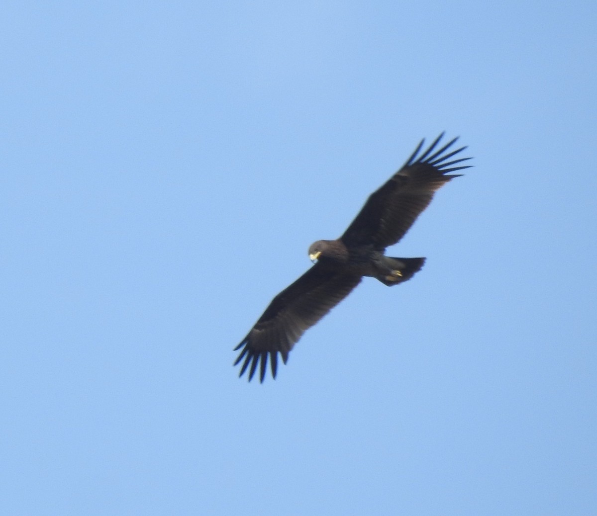 Águila Moteada - ML659307397