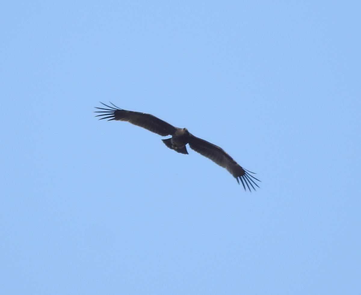 Águila Moteada - ML659307398