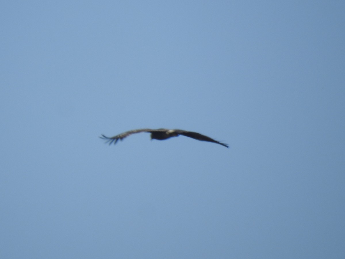 Águila Moteada - ML659307400