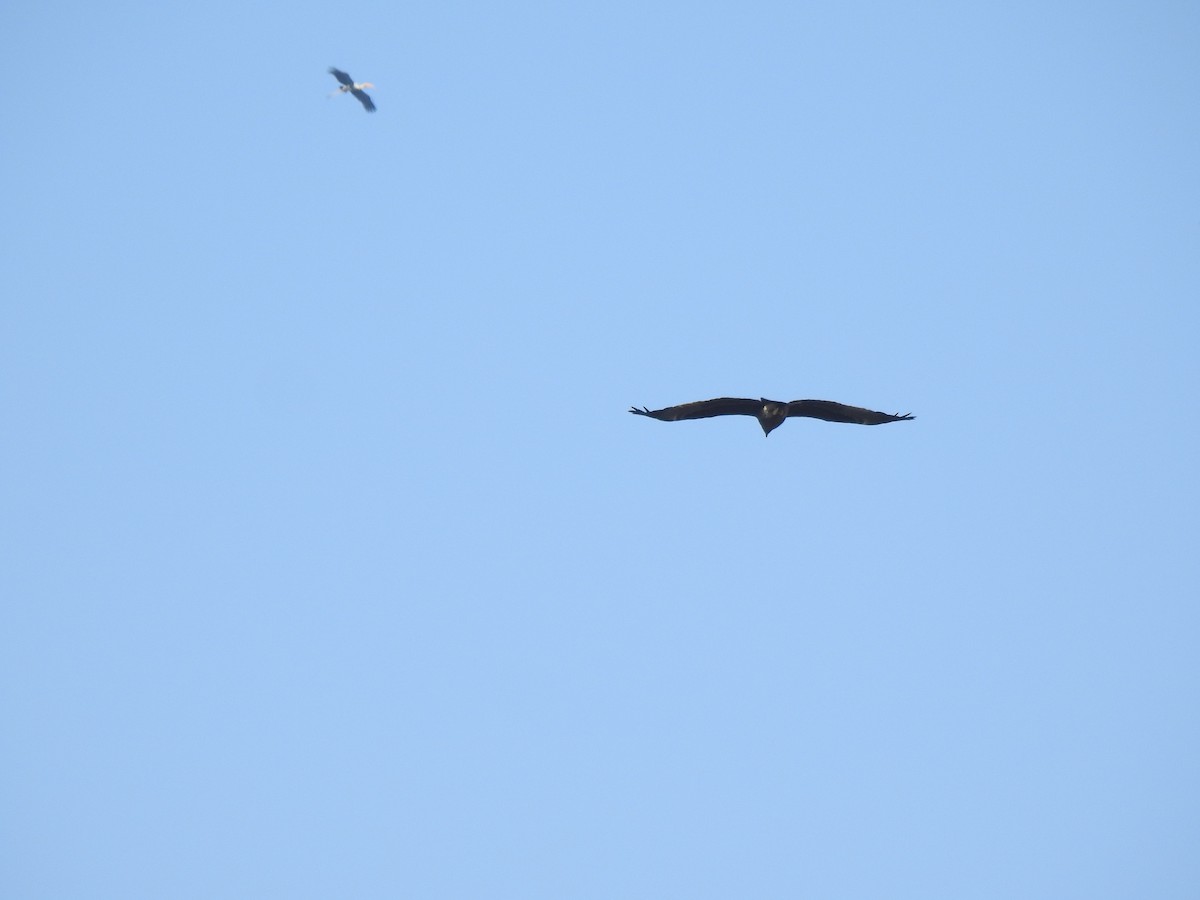 Águila Moteada - ML659307402
