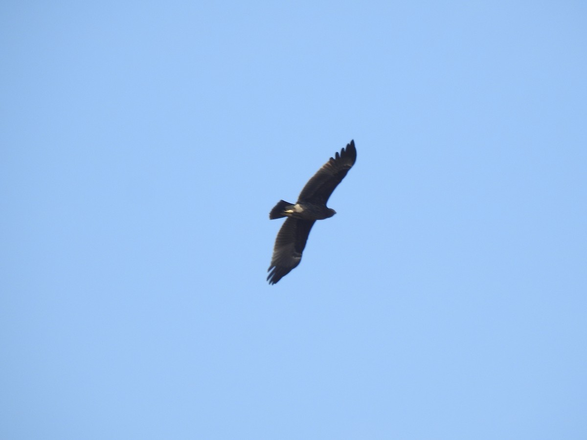 Águila Moteada - ML659307406